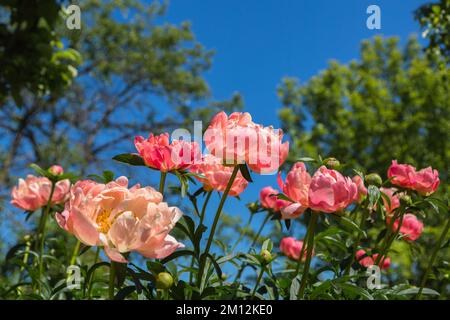 Pfingstrose Koralle Charm orange rosa Pfingstrose Blume in Blüte Stockfoto