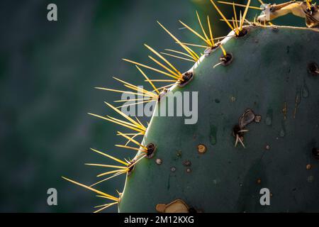 Detail des Kaktus, bekannt als Nopal in Mexiko Stockfoto