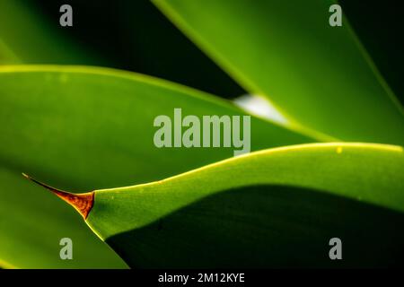 Detaildarstellung der Blätter einer Agave attenuata Stockfoto