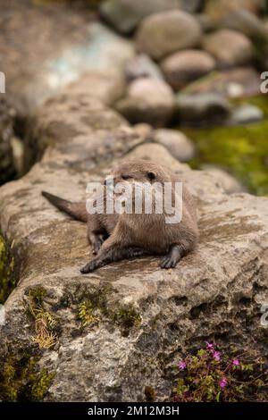 Brauner Otter, der von der Kamera wegschaut. Otter auf einem Felsen in der Wildnis, der sich nach vorne freut. Stockfoto