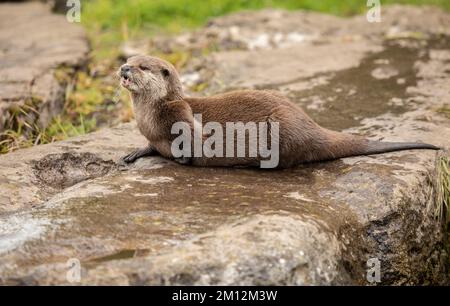 Brauner Otter, der von der Kamera wegschaut. Otter auf einem Felsen in der Wildnis, der sich nach vorne freut. Stockfoto