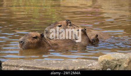 Nahaufnahme der Familie Capybara Hydrochaeris hydrochaeris beim Schwimmen Stockfoto