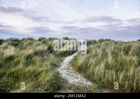 Europäisches Marramgras (Ammophila arenaria) und Weg zum Strand, Wattenmeer, Schillig, Wangerland, Ostfriesien, Niedersachsen, Deutschland, Europa Stockfoto