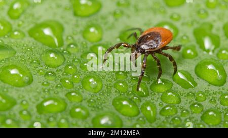 Nahaufnahme parasitischer Rizinuszecke auf nassem Naturblatt. Ixodes ricinus. Gefährlicher Insektenparasit auf grünem Hintergrund. Schönes Wassertropfenmuster. Stockfoto