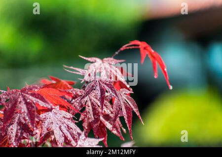 Wunderschöner japanischer Ahornzweig mit Wassertropfen auf verschwommenem Naturhintergrund. Acer palmatum. Schließen Sie ein rotes Blatt eines Zierbaums mit Tautropfen. Stockfoto