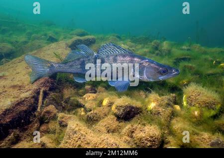 Weibliches Exemplar Weibliche Stechbarsche (Sander lucioperca) schwimmt über bewachtes Nest mit Laichkugeleiern auf einem Hügel unter Wasser im See Nordrhein-Westphal Stockfoto