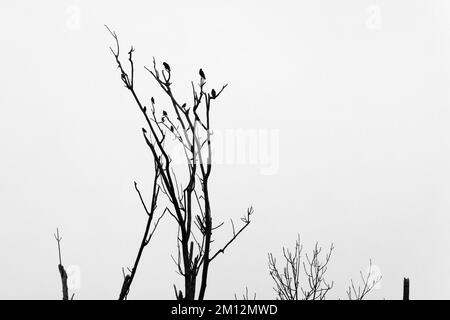 Vögel sitzen auf einem toten Baum vor einem düsteren grauen Himmel, Silhouette, Oberbayern, Bayern, Deutschland, Europa Stockfoto