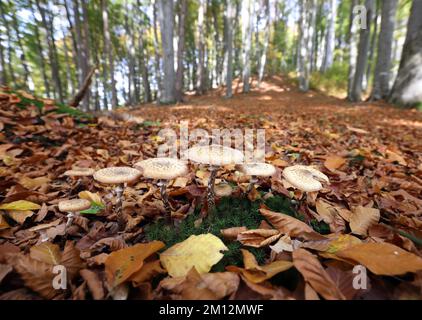 Pilze in einem herbstlichen Laubwald, Hartholzalliumasche (Armillaria gallica), Oberösterreich, Osterreich, Europa Stockfoto