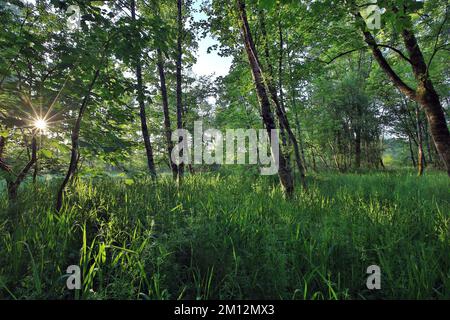 Schwallwald im Mai bei Sonnenaufgang, Salzach, Tittmoning, Oberbayern, Bayern, Deutschland, Europa Stockfoto