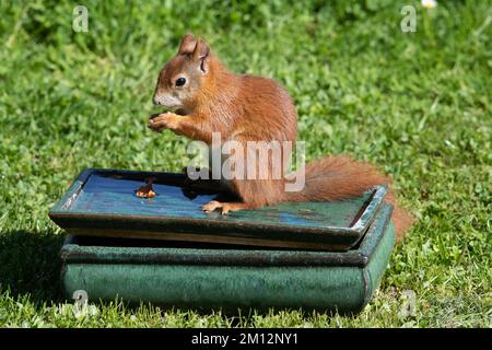 Das Eichhörnchen hält die Mutter in den Händen und steht auf dem Tisch, mit Wasser im grünen Gras und Blick nach links Stockfoto