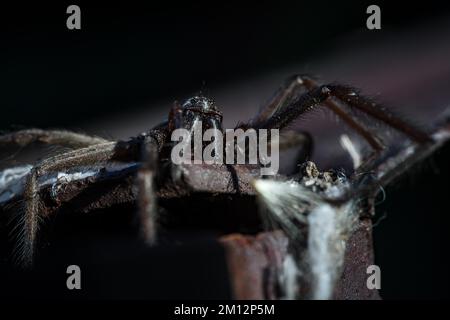 Die Scheune-Trichterweber-Spinne (Tegenaria domestica) im Garten, podkarpackie, Polen, Europa Stockfoto