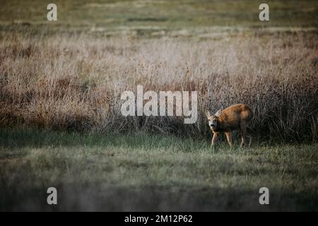 Rotwild (Capreolus capreolus) auf der Wiese, podkarpackie, Polen, Europa Stockfoto