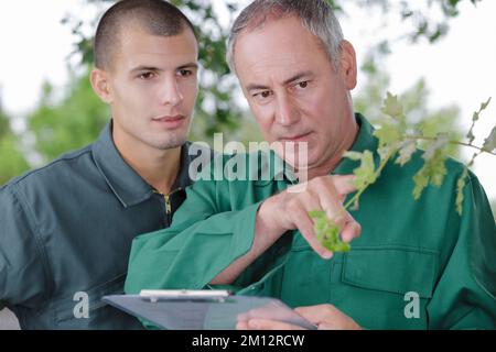Aufseher und Landwirt, die Tomaten im Gewächshaus untersuchen Stockfoto