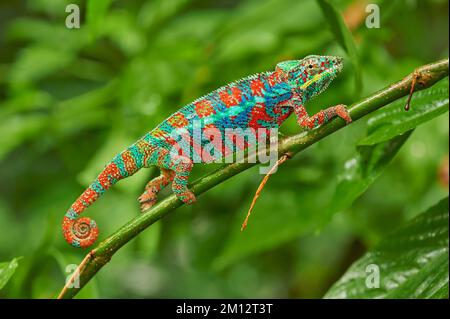 Panther Chamäleon (Furcifer pardalis), männlich, sitzt auf dem Ast, Vorkommen Madagaskar, gefangen, Schweiz, Europa Stockfoto