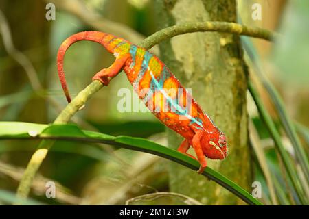 Panther Chamäleon (Furcifer pardalis), männlich, sitzt auf dem Ast, Vorkommen Madagaskar, gefangen, Schweiz, Europa Stockfoto