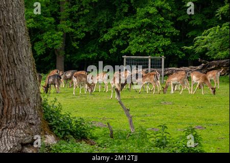 Deutschland, Ostsee, Mecklenburg-Vorpommern, Mecklenburg-Seengebiet, Ivenack, Ivenaker Eichen National Natural Monument, Damhirsch im Zoo Stockfoto