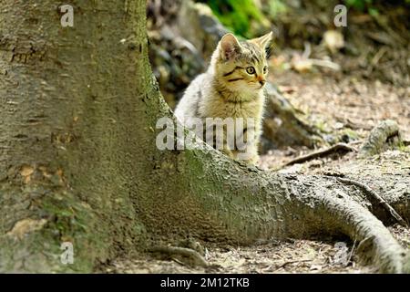 Europäische Wildkatze (felis silvestris), Jungtier, das hinter einer Wurzel auf dem Boden sitzt, gefangen, Schweiz, Europa Stockfoto