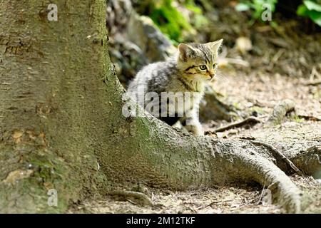 Europäische Wildkatze (felis silvestris), Jungtier, das hinter einer Wurzel auf dem Boden sitzt, gefangen, Schweiz, Europa Stockfoto