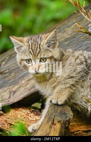 Europäische Wildkatze (felis silvestris), Jungtier, das hinter einer Wurzel auf dem Boden sitzt, gefangen, Schweiz, Europa Stockfoto