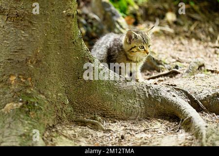 Europäische Wildkatze (felis silvestris), Jungtier, das hinter einer Wurzel auf dem Boden sitzt, gefangen, Schweiz, Europa Stockfoto