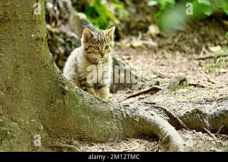 Europäische Wildkatze (felis silvestris), Jungtier, das hinter einer Wurzel auf dem Boden sitzt, gefangen, Schweiz, Europa Stockfoto