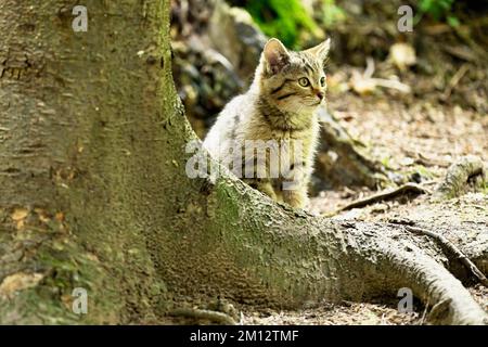 Europäische Wildkatze (felis silvestris), Jungtier, das hinter einer Wurzel auf dem Boden sitzt, gefangen, Schweiz, Europa Stockfoto