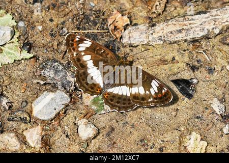 MAP Butterfly (Araschnia levana), Sommergeneration, Schweiz, Europa Stockfoto