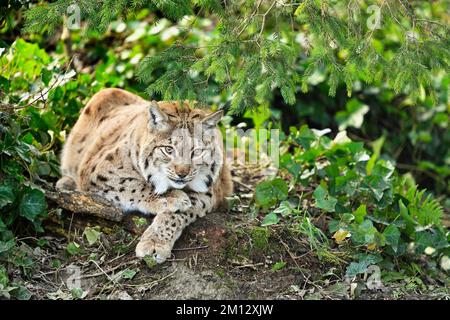 Eurasischer Luchs oder nördlicher Luchs (lateinischer Luchs), in Büschen, gefangen, Schweiz, Europa Stockfoto