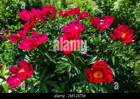 Krautige Pfingstrosen, Scharlach O Hara in Blumen Stockfoto