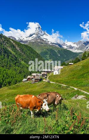 Zwei Kühe stehen auf einer Bergwiese vor dem Matterhorn, dem Dorf Findeln, Zermatt, Kanton Valais, Schweiz, Europa Stockfoto