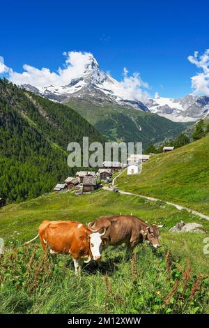 Zwei Kühe stehen auf einer Bergwiese vor dem Matterhorn, dem Dorf Findeln, Zermatt, Kanton Valais, Schweiz, Europa Stockfoto