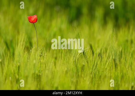 Mohnblüten (Papaver rhoeas), blühen auf einem Weizenfeld, Kanton Zug, Schweiz, Europa Stockfoto