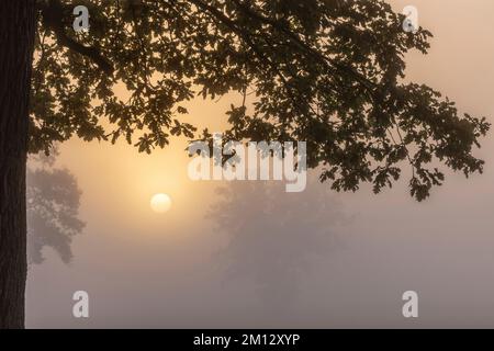 Diffuser Sonnenaufgang im dichten Nebel über einem Feld im Elbtal Niedersachsens Stockfoto