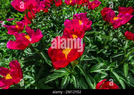 Krautige Pfingstrosen, Scharlach O Hara in Blumen Stockfoto