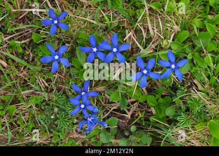 Frühlingsenzian (Gentiana verna), in Blume, Schweiz, Europa Stockfoto