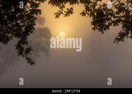 Diffuser Sonnenaufgang im dichten Nebel über einem Feld im Elbtal Niedersachsens Stockfoto