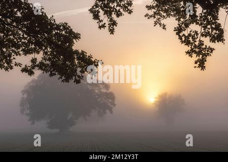 Diffuser Sonnenaufgang im dichten Nebel über einem Feld im Elbtal Niedersachsens Stockfoto