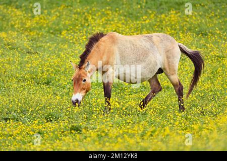 Przewalskis Pferd (Equus ferus przewalskii), Stute auf dem Feld der blühenden Butterblume (Ranunculus), laufend, in Gefangenschaft, Schweiz, Europa Stockfoto