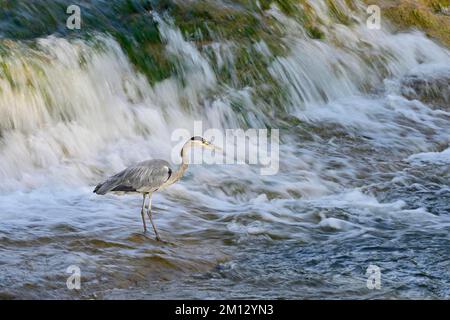 Graureiher (Ardea cinerea), steht im Wasserfall, Schweiz, Europa Stockfoto