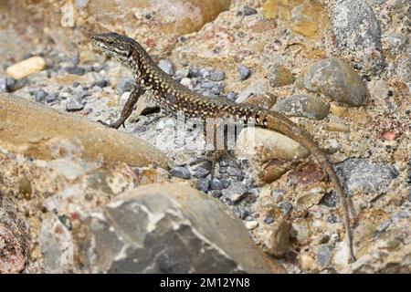 Iberische Steinechse (Lacerta muralis), Schweiz, Europa Stockfoto