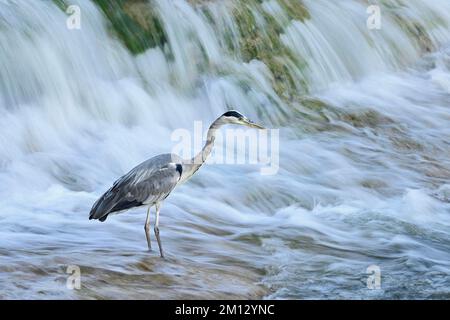 Graureiher (Ardea cinerea), steht im Wasserfall, Schweiz, Europa Stockfoto