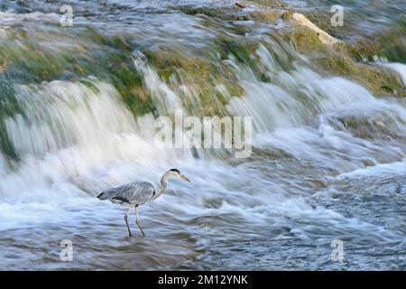 Graureiher (Ardea cinerea), steht im Wasserfall, Schweiz, Europa Stockfoto