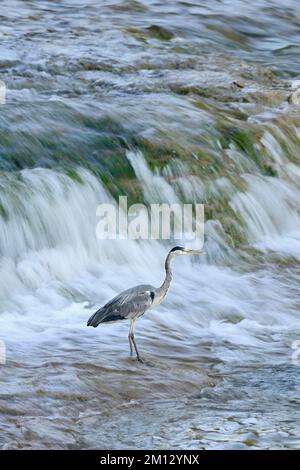 Graureiher (Ardea cinerea), steht im Wasserfall, Schweiz, Europa Stockfoto