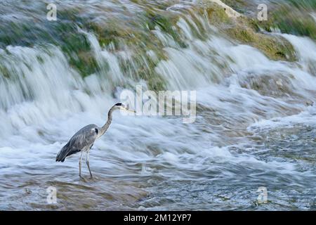 Graureiher (Ardea cinerea), steht im Wasserfall, Schweiz, Europa Stockfoto