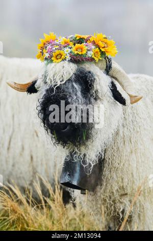 Walais Schwarznasenschaf (Ovis orientalis aries), schönster Buck mit Blumenkranz auf dem Kopf, Shepherd's Weekend 2020, Belalp, Kanton Valais, Switze Stockfoto