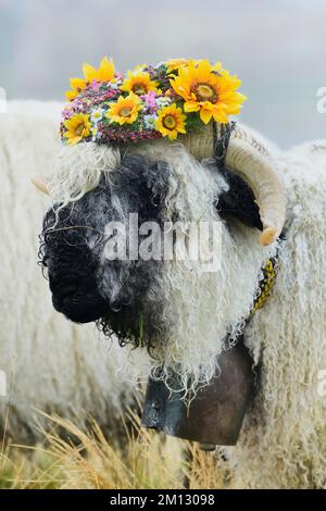 Walais Schwarznasenschaf (Ovis orientalis aries), schönster Buck mit Blumenkranz auf dem Kopf, Shepherd's Weekend 2020, Belalp, Kanton Valais, Switze Stockfoto