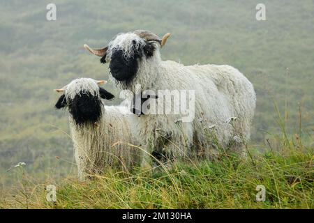 Walais-Schwarznasenschafe (Ovis orientalis aries), Mutter mit jungen auf einer Wiese stehend, Schäferwochenende 2020, Belalp, Kanton Valais, SWI Stockfoto