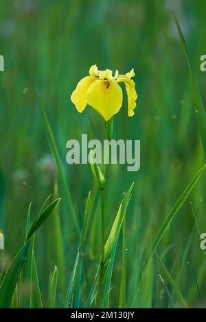 Gelbe Flagge (Iris pseudacorus), Blume, Kanton Zug, Schweiz, Europa Stockfoto