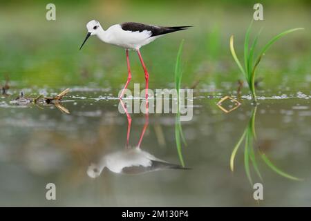 Schwarzflügelstiel (Himantopus himantopus), Futtersuche im Wasser, Kanton Aargau, Schweiz, Europa Stockfoto