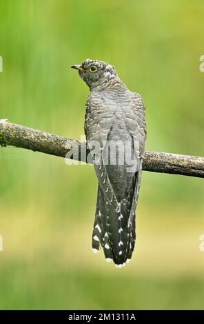 Kuckuck (Cuculus canorus), junger Mann, der auf dem Ast sitzt, Fanel, Kanton Neuchâtel, Schweiz, Europa Stockfoto